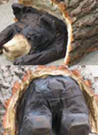 Bear in Log