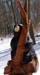 Black Bear in Tree